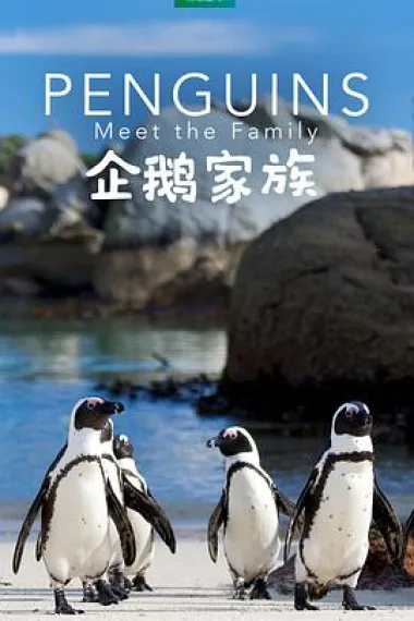 企鹅家族 下载